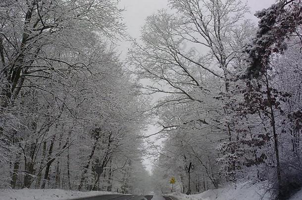 冬雪季节气候在假日新的年狂欢节海象