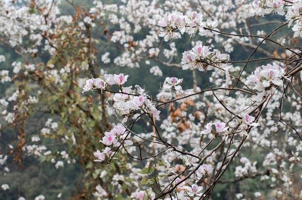 兰花树,羊蹄甲属植物杂色,泰国.