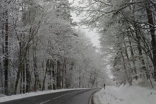 冬雪季节气候在假日新的年狂欢节海象