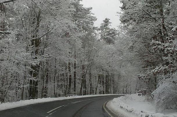 冬雪季节气候在假日新的年狂欢节海象