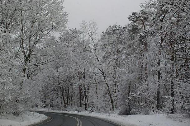 冬雪季节气候在假日新的年狂欢节海象