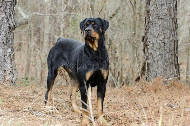 洛特维勒牧犬狗在户外采用森林,美国佐治亚州