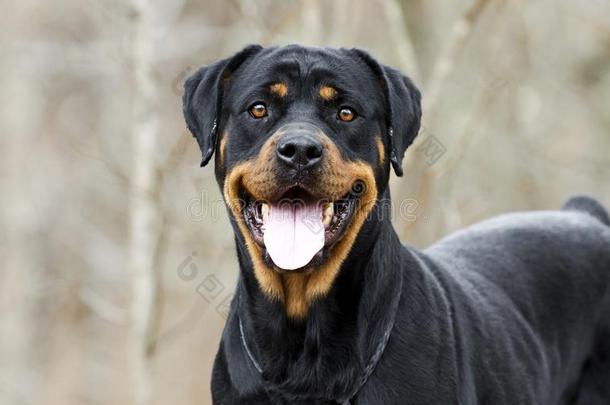 洛特维勒牧犬狗和喘气的舌头在户外采用森林,美国佐治亚州