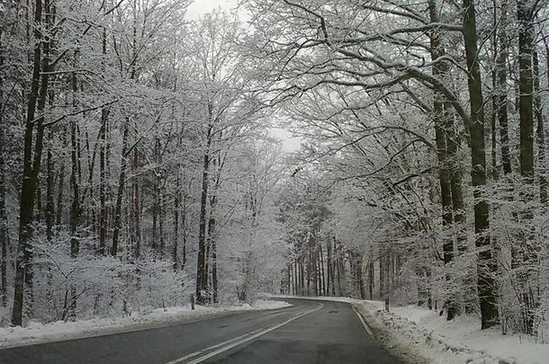 冬雪季节气候在假日新的年狂欢节海象