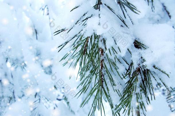 <strong>冬松</strong>树树枝采用森林和雪使结冰霜特写镜头