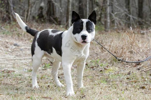 白色的和黑的矮胖的斗牛犬狗向拴猎狗的皮带,美国佐治亚州