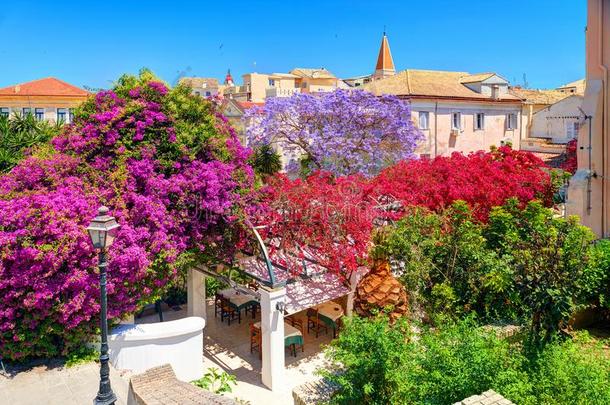 科孚岛岛花园公园富有色彩的树花,古典的希腊人