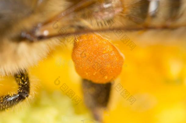 花粉蜂蜜蜜蜂向指已提到的人爪子.超级的宏指令