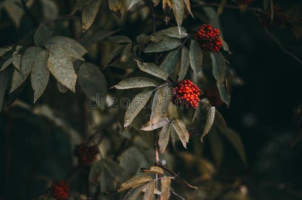 一枸子属植物灌木和签关于红色的浆果向树枝,秋意盎然