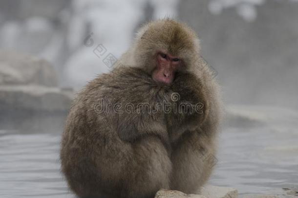 日本人恒河猴或雪猴,弥猴属福斯卡塔,num.一佃户租种的土地英语字母表的第20个字母