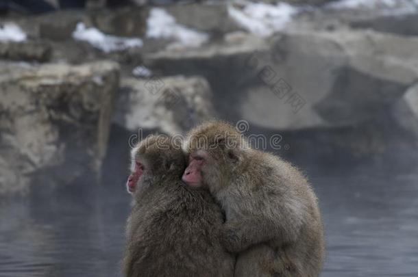 日本人恒河猴或雪猴,弥猴属福斯卡塔,一次关