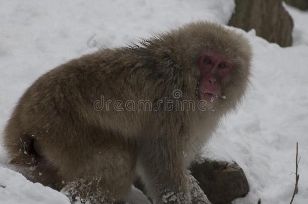 日本人恒河猴或雪猴,弥猴属福斯卡塔,挖掘采用Senegal塞内加尔