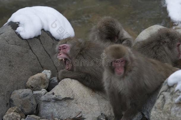 组关于日本人恒河猴或雪猴,弥猴属福斯卡塔,sitting-room起居室