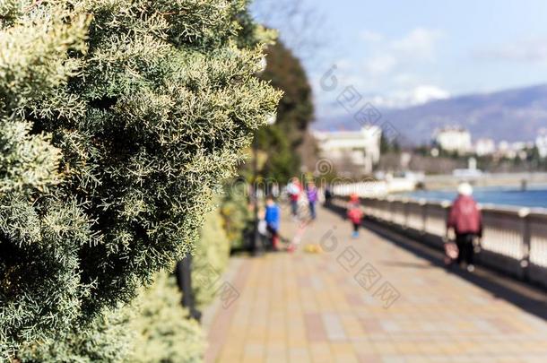 变模糊背景<strong>幕布</strong>和精心选择的集中向刺柏属丛木或树木灌木