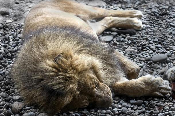睡眠狮子1
