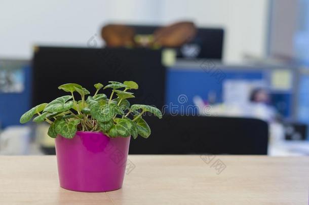 绿色的植物采用p采用k花盆向办公室书桌和分散注意力敞开的