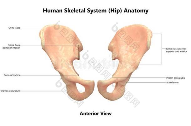 人身体骨架体系臀<strong>部位</strong>于前部的看法解剖