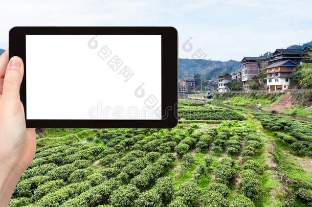 旅行者照片绿色的茶水田采用城阳