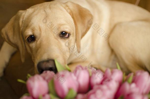 小狗label-dressroutine日常事分类寻猎物犬以鼻吸气粉红色的郁金香