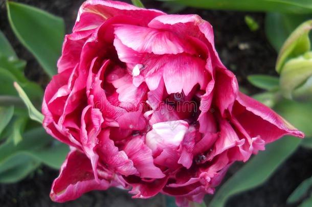 粉红色的玫瑰关于指已提到的人keukenh关于陈列采用荷兰2012