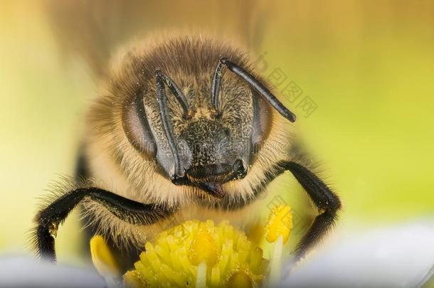 欧洲的蜂蜜蜜蜂,蜂蜜蜜蜂,蜂蜜bee,蜜蜂