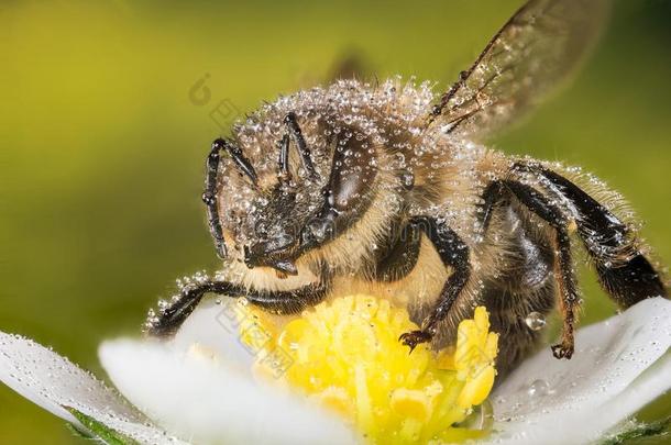 欧洲的蜂蜜蜜蜂,蜂蜜蜜蜂,蜂蜜bee,蜜蜂