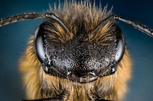 欧洲的蜂蜜蜜蜂,蜂蜜蜜蜂,蜂蜜bee,蜜蜂