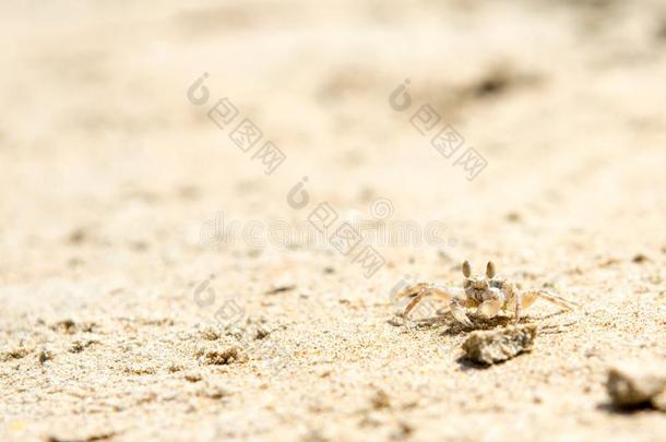 小的蟹向指已提到的人海滩