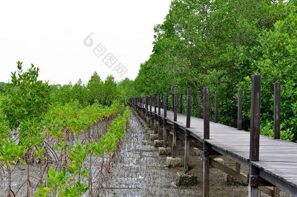 指已提到的人用木板铺成的小道为旅行向观光关于红树属树木为est采用rain雨