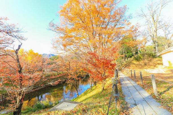 美丽的秋颜色树关于Ueda公园采用长<strong>野地</strong>方官的任期