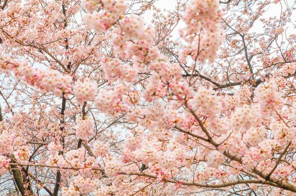 美丽的樱桃花樱花节日关于村松公园采用英文字母表的第19个字母