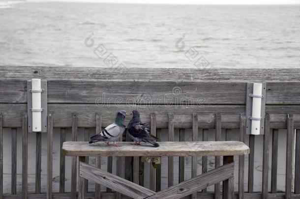 蠢笨海滩南方卡罗莱纳州,二月17,2018-两个鸽子sitting-room起居室