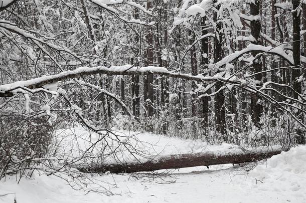 美丽的冬雪-大量的森林.指已提到的人阵亡者树封锁的Thailand泰国
