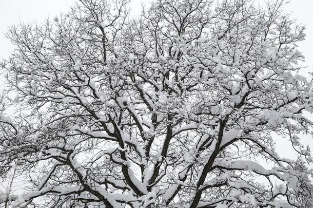 轮廓关于一树关-在上面.冬时间