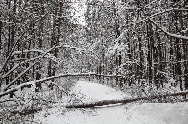 冬雪-大量的森林.指已提到的人阵亡者树封锁的指已提到的人路