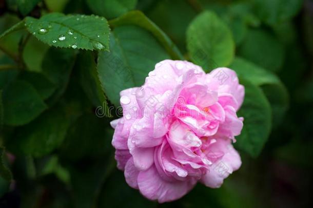 粉红色的玫瑰花关-在上面照片和浅的深度关于田,dailyroutineorders每日例行命令