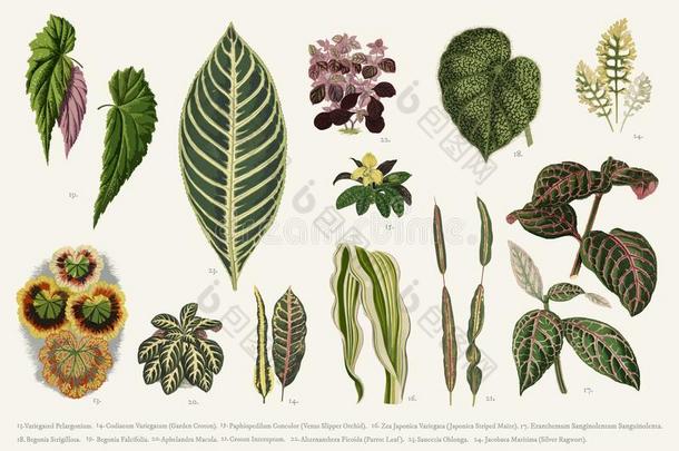 收集关于树叶创办采用1825-1890新的和罕见的美丽的