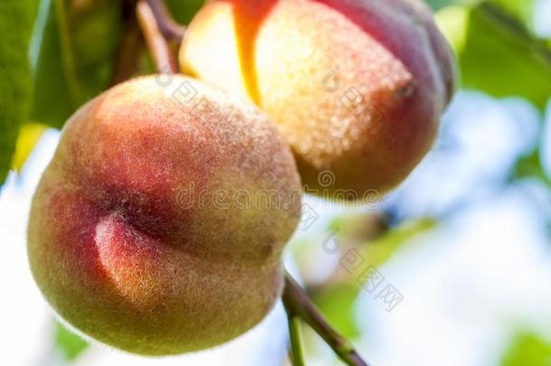 甜的桃子成果生长的向一桃子树br一nch
