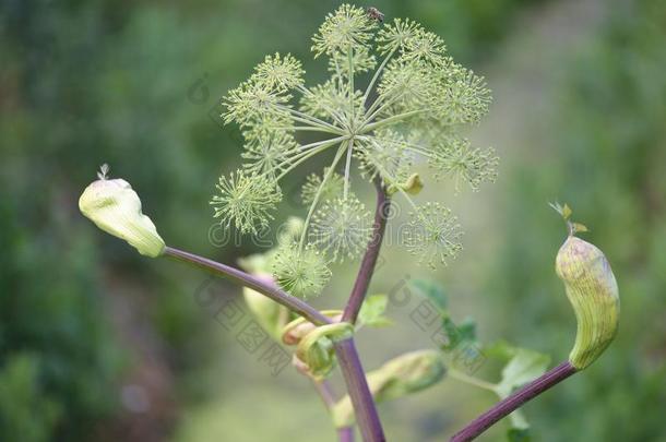 植物奶牛欧洲防风草<strong>独活</strong>属