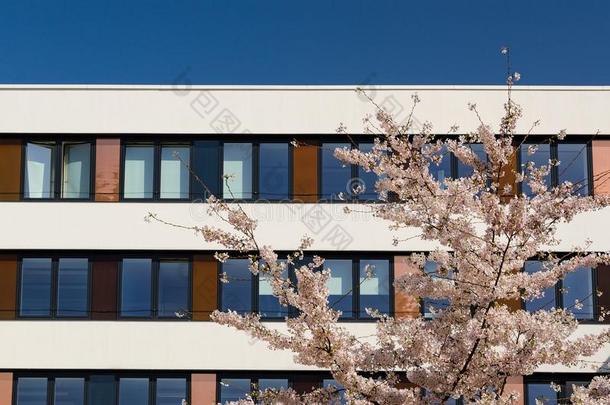 建筑物的正面关于现代的关于fice建筑物和春季开花苹果Turkey土耳其