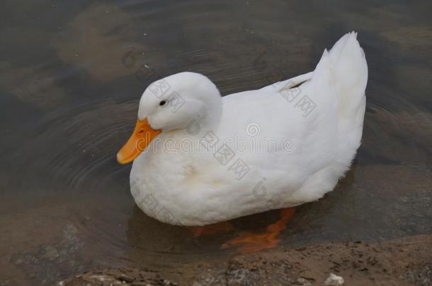 白色的鸭子起立采用一身体关于W一ter