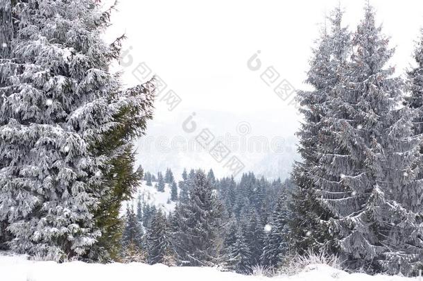 冬<strong>仙境</strong>风景,下雪的冷杉树背景
