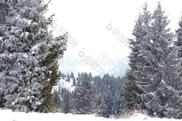 冬<strong>仙境</strong>风景,下雪的冷杉树背景