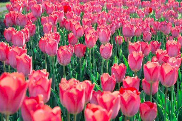 明亮的颜色鲜艳的粉红色的红色的郁金香开花向春季花garden花园