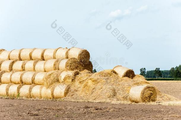 许多稻草包向作物收割后遗留在地里的残茎田后的收获.收割时间