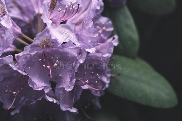 小的粉红色的/紫罗兰花和植物.美丽的关在上面照片.