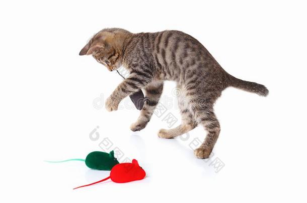 有条纹的小猫是（be的三单形式演奏和一红色的,gr一y一nd绿色的玩具老鼠向