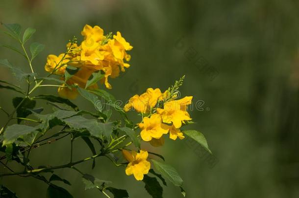 关在上面关于黄色的花,黄色的年长的