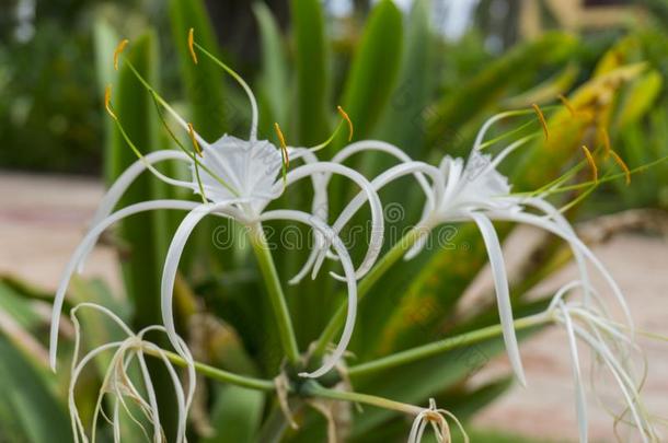 蜘蛛百合花,水鬼蕉属卡里巴亚.白色的加勒比海蜘蛛-百合花.