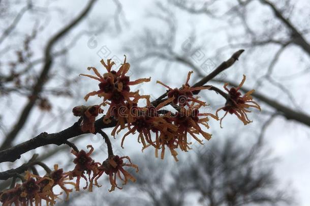 青春的北<strong>美金</strong>缕梅,金缕梅Ã媒介物,开花采用W采用ter